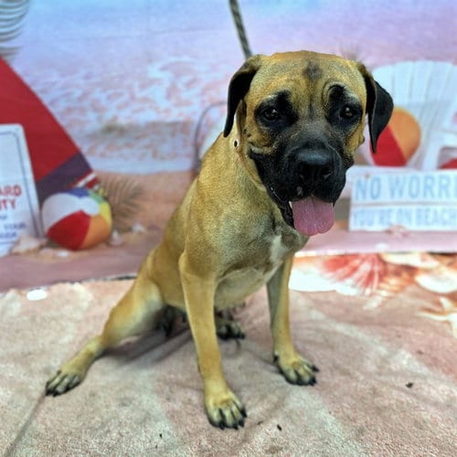 Photo of Odette, adoptable Mastiff in Long Beach, California
