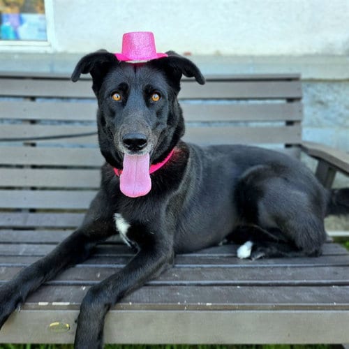 Photo of Primrose, adoptable Labrador Retriever in Long Beach, California