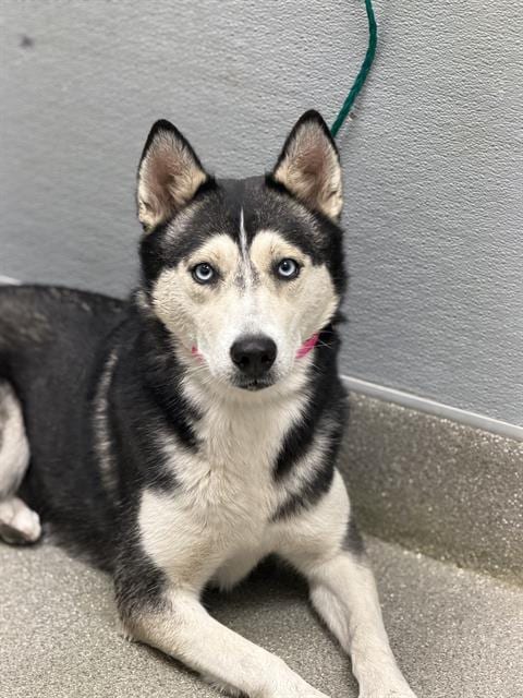 Photo of Monica, adoptable Siberian Husky in Las Vegas, Nevada