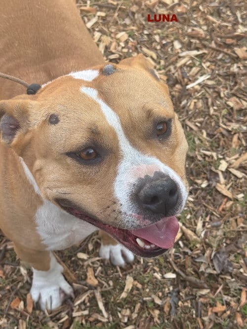Photo of LUNA ( Love Bug), adoptable Staffordshire Bull Terrier in Woodland Hills, California