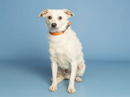 Photo of Milo, adoptable Poodle (Miniature) in Phoenix, Arizona