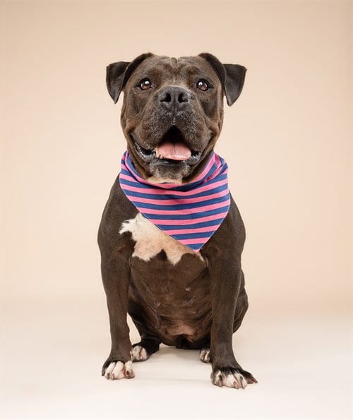 Photo of Cocoa, adoptable Bulldog in Miami, Florida