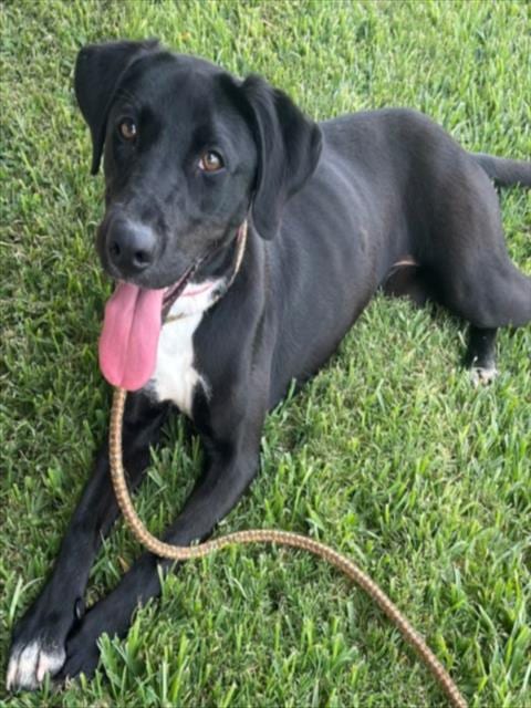 Photo of Aqua, adoptable Labrador Retriever in Texas City, Texas