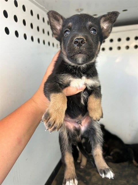 Photo of A170653, adoptable German Shepherd Dog in Bakersfield, California
