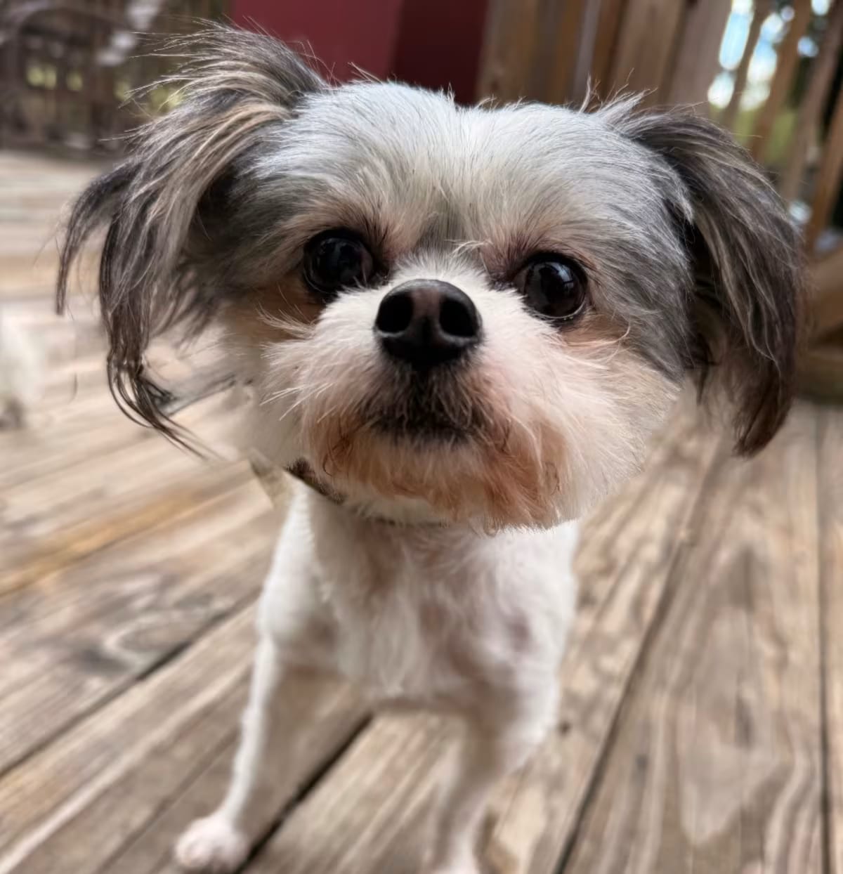 Photo of Fonzi, adoptable Maltese/Yorkie, Yorkshire Terrier in Baton Rouge, Louisiana
