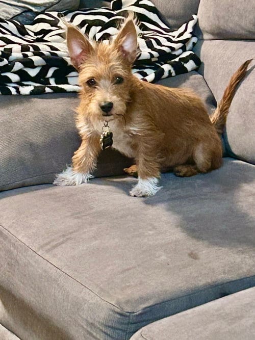 Photo of Max, adoptable Norfolk Terrier in Santa Clarita, California