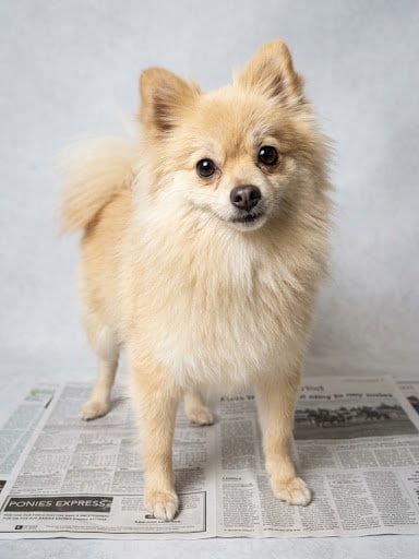 Photo of Cup Cake, adoptable Pomeranian in Chatsworth, California