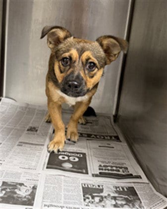 Photo of Bagel, adoptable Beagle in Van Nuys, California