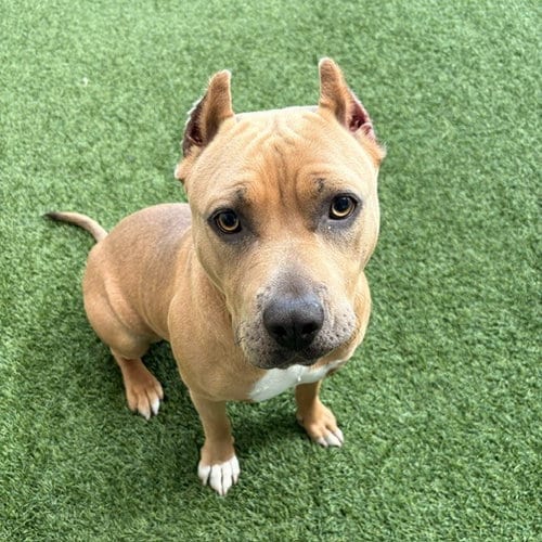 Photo of Acorn, adoptable Pit Bull Terrier in Burlingame, California