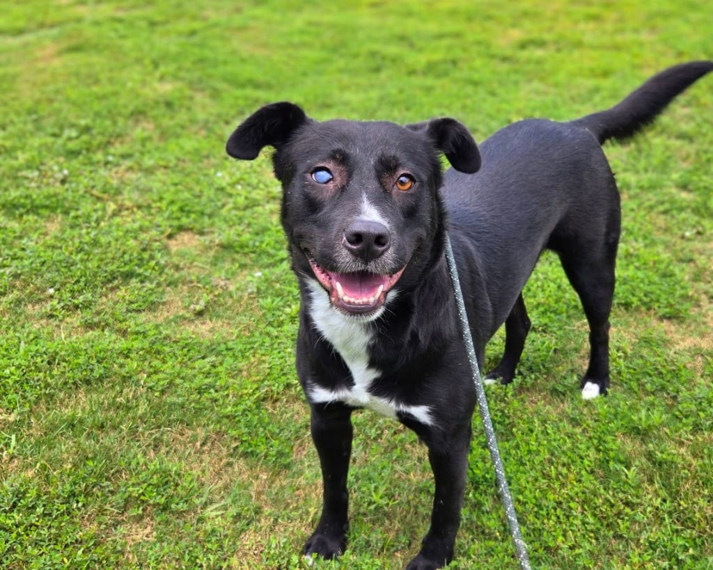 Photo of Midnight (Denise), adoptable Labrador Retriever in Douglasville, Georgia