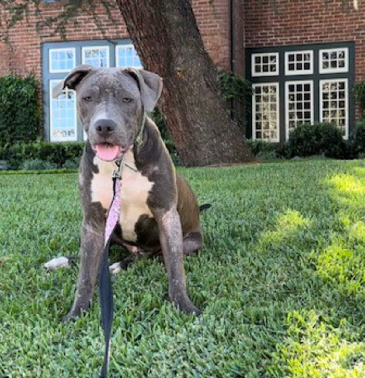 Photo of Cookie, adoptable American Staffordshire Terrier in Van Nuys, California