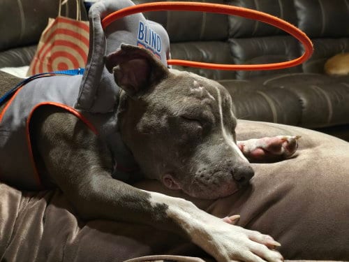 Photo of Travis, adoptable American Pit Bull Terrier in Princeton, Minnesota