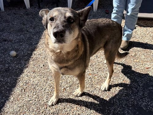 Photo of Cali, adoptable German Shepherd Dog in Santa Rosa, California