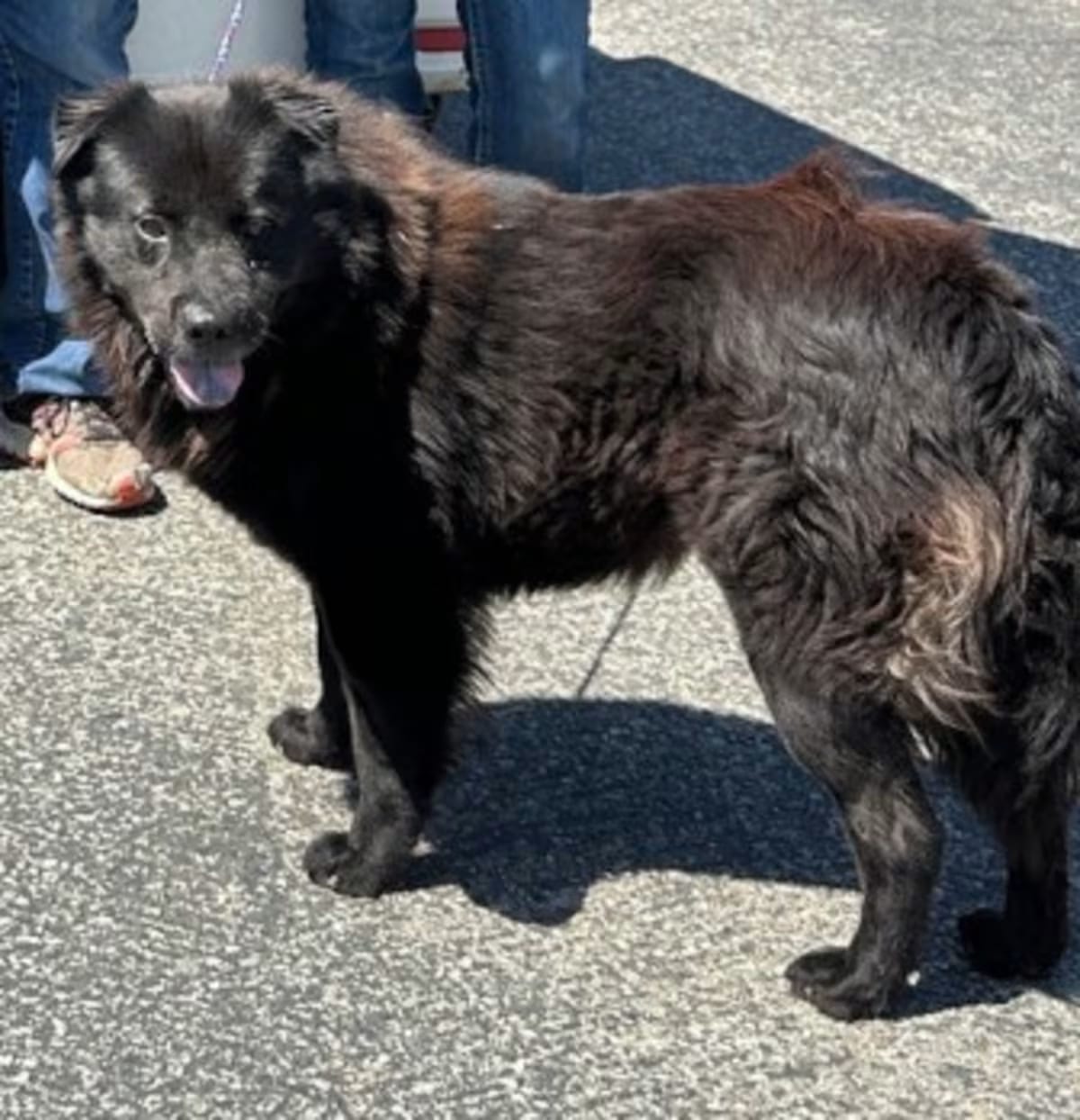 Photo of Antony, adoptable Chow Chow in Ventura, California