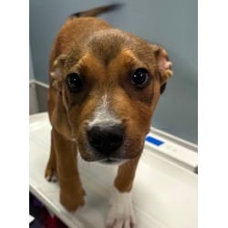 Photo of Teddy, adoptable German Shepherd Dog in San Antonio, Texas