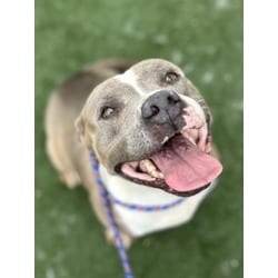Photo of Sapphire Roper, adoptable American Staffordshire Terrier in Texas City, Texas
