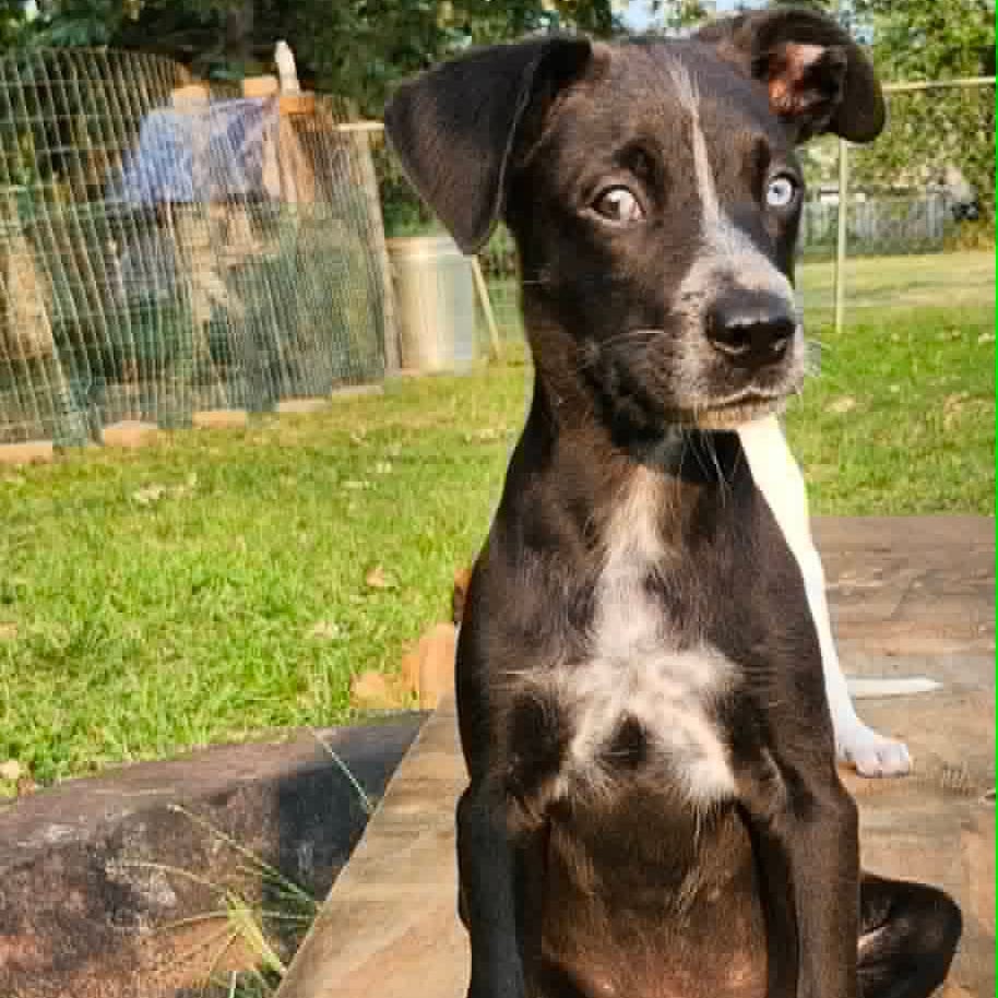 Photo of Impact, adoptable Mixed Breed (Medium) in Buffalo, Minnesota