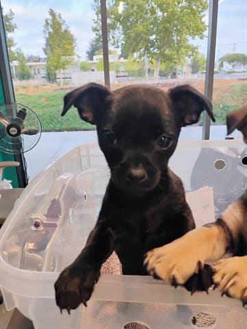 Photo of Thea, adoptable Chihuahua in San Martin, California