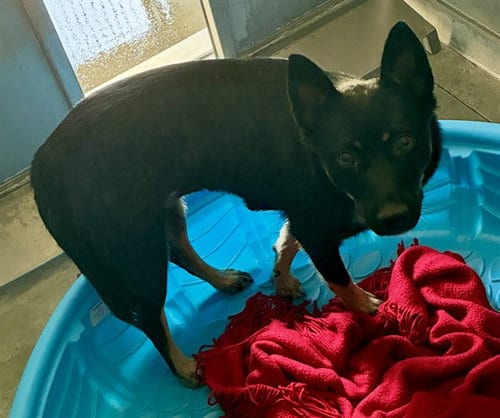 Photo of Leela, adoptable German Shepherd Dog in San Bernardino, California