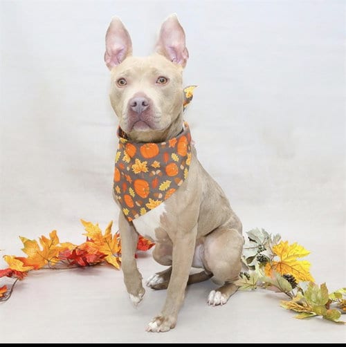 Photo of Bunny, adoptable Terrier in Sanford, Florida