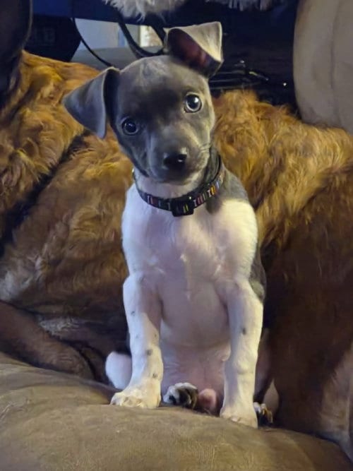 Photo of Diesel, adoptable Chihuahua in Yuba City, California
