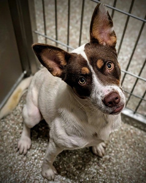 Photo of Lee-Anne, adoptable Australian Cattle Dog/Blue Heeler in Clyde, North Carolina