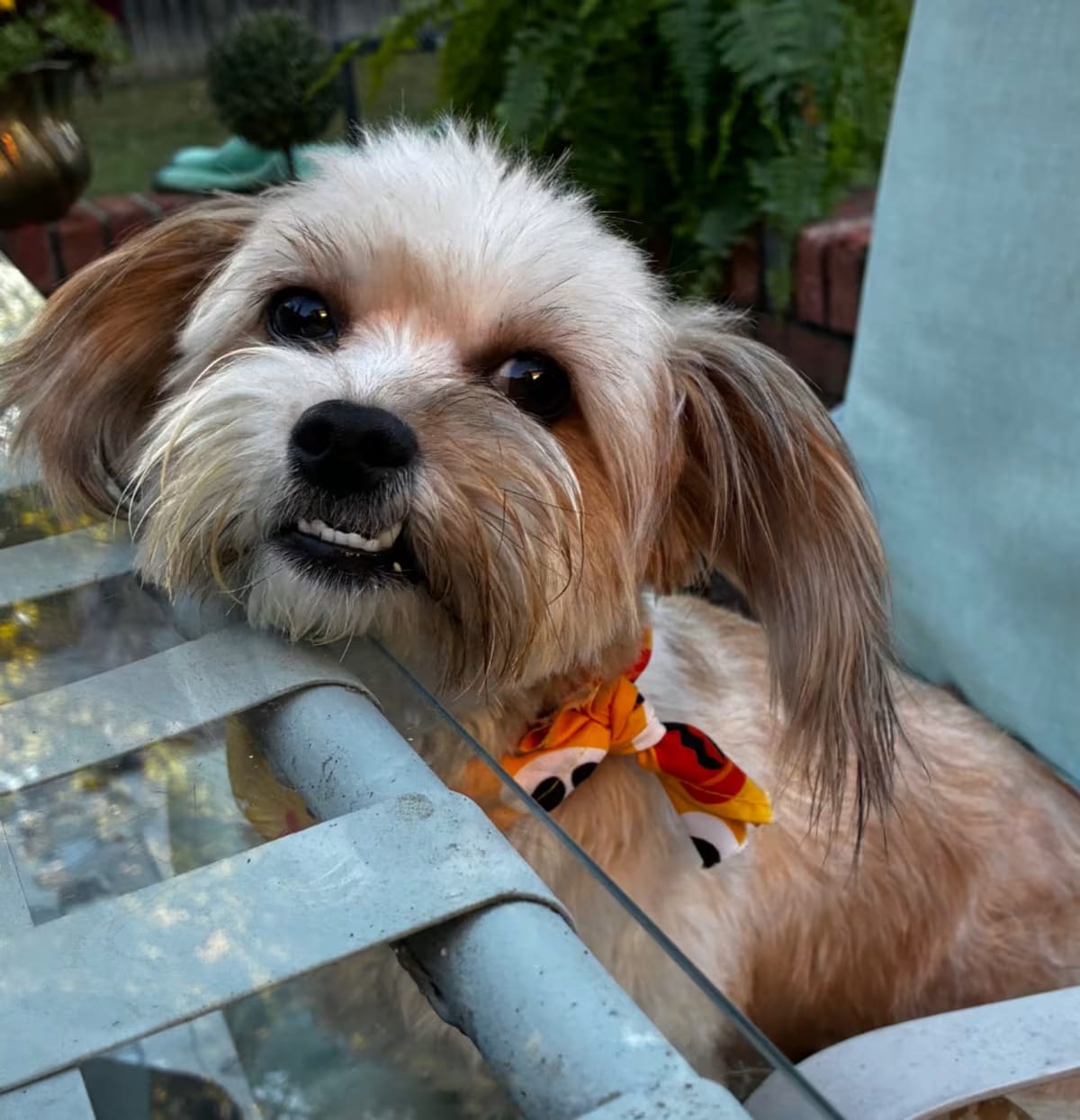 Photo of Sammy, adoptable Maltese Yorkie, Yorkshire Terrier in Denver, Colorado