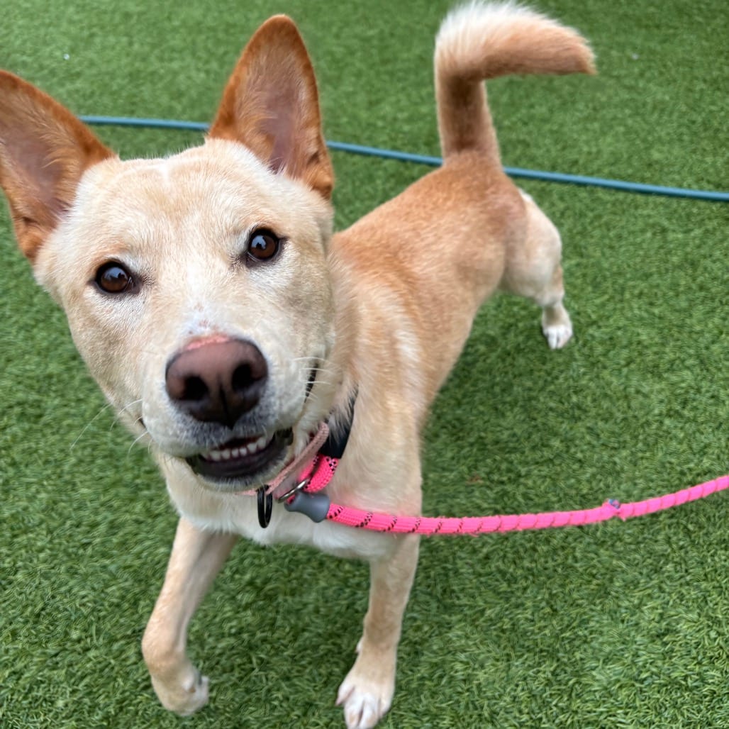 Photo of Dingo, adoptable Mixed Breed (Medium) in Dayton, Ohio
