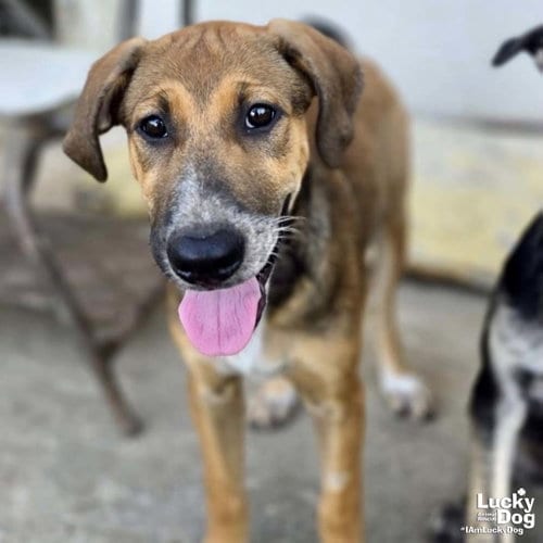 Photo of Roni, adoptable Black Mouth Cur in Washington, District of Columbia