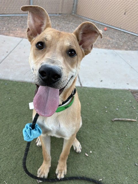 Photo of Clifford, adoptable Labrador Retriever in Mesa, Arizona