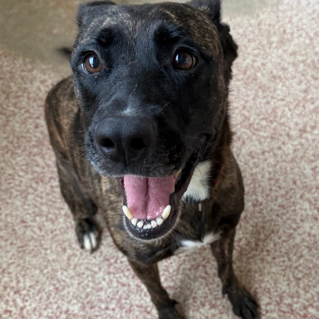 Photo of Nix, adoptable Shepherd, Dutch / Mix in Houston, Texas