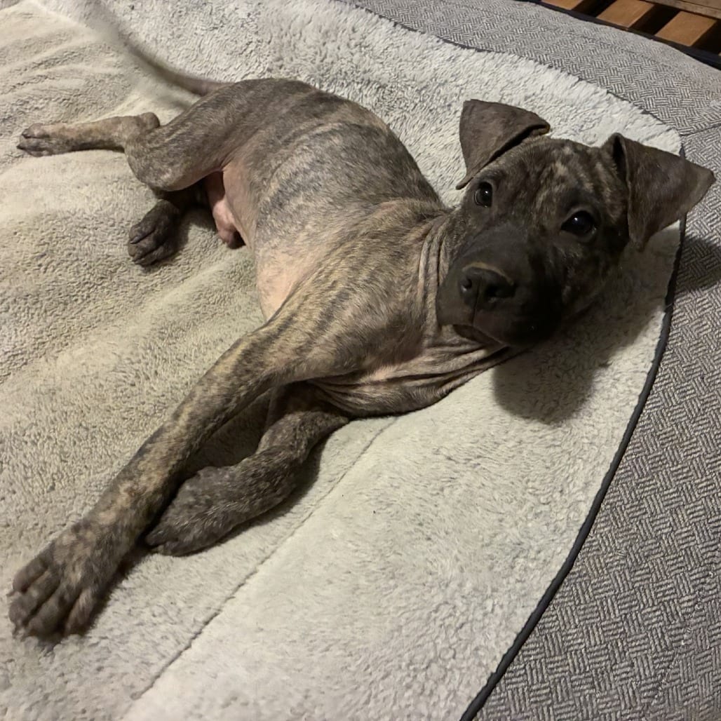 Photo of Sonny, adoptable Mixed Breed (Medium) in St. Louis, Missouri