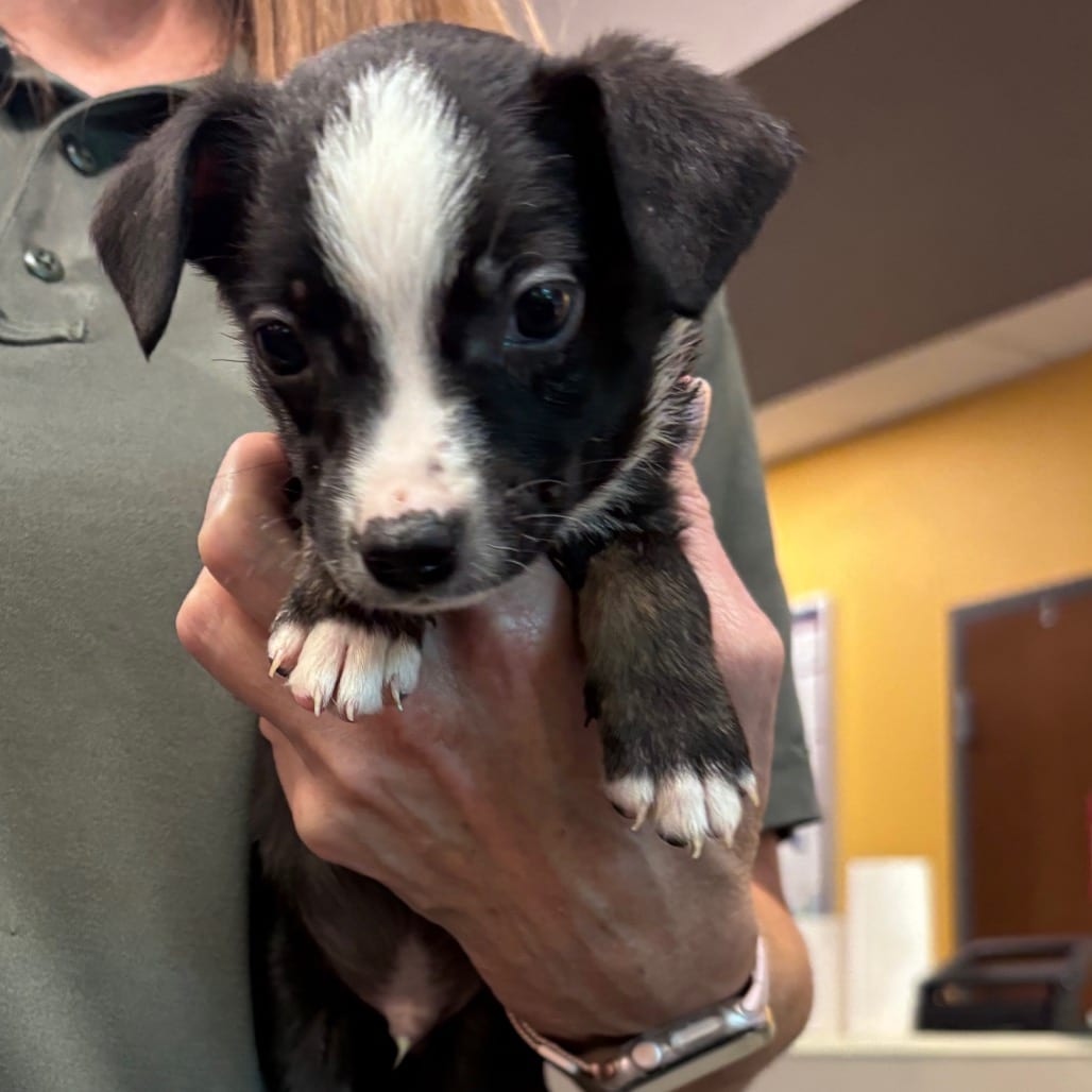 Photo of Ezra, adoptable Terrier, Jack Russell / Shepherd, Australian in Bend, Oregon