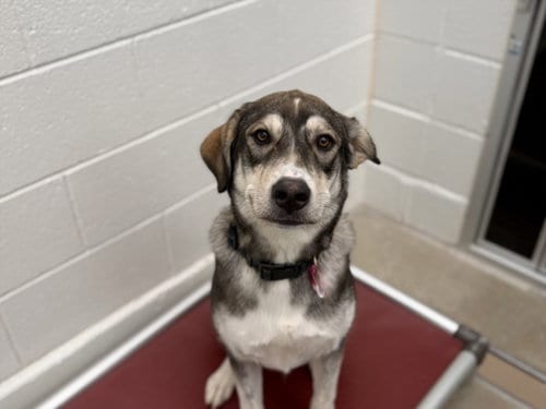 Photo of Mable, adoptable German Shepherd Dog in Fort Collins, Colorado