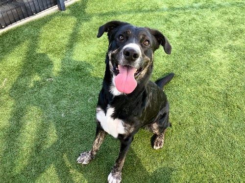 Photo of Jennie, adoptable Labrador Retriever in Orange, California