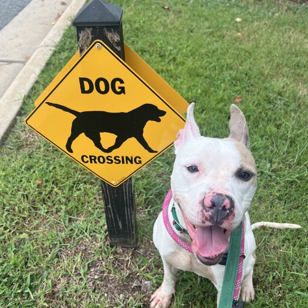 Photo of Sprocket, adoptable Terrier, Pit Bull in Greensboro, North Carolina