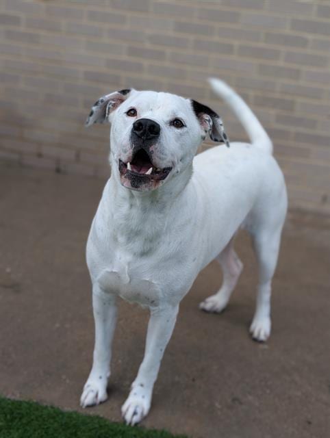 Photo of Hiccup, adoptable Pit Bull Terrier in Dallas, Texas