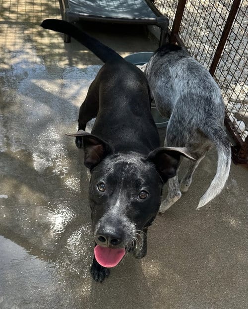 Photo of Buzz, adoptable Labrador Retriever in Oak Bluffs, Massachusetts