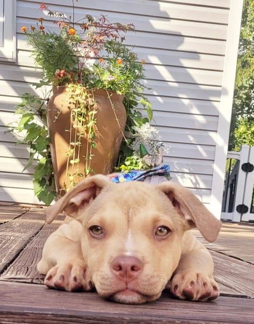 Photo of Muppet Lonestar, adoptable Terrier in Rockaway, New Jersey
