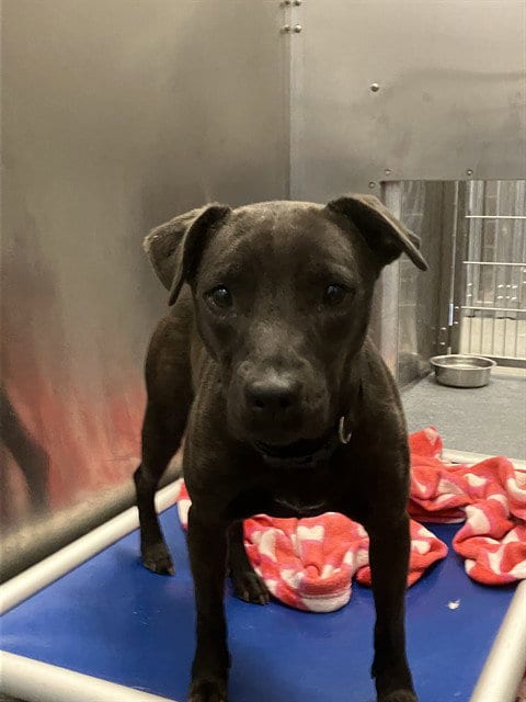 Photo of Coqui, adoptable Black Mouth Cur in Dallas, Texas