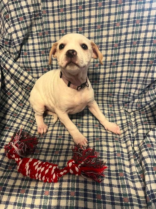 Photo of Piggy Pups : Priscilla Pigsley, adoptable Jack Russell Terrier in Aurora, Indiana