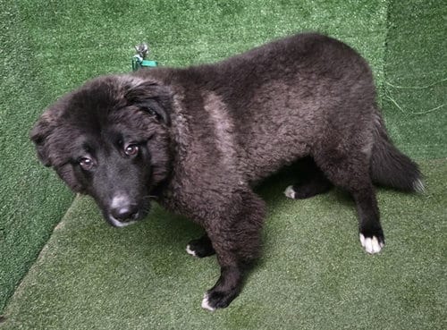 Photo of Balto, adoptable Alaskan Malamute in Lancaster, California