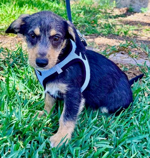Photo of Morgan, adoptable Terrier in San Diego, California