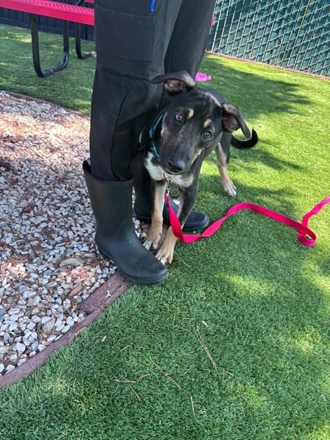 Photo of Cabrales, adoptable German Shepherd Dog in San Bernardino, California