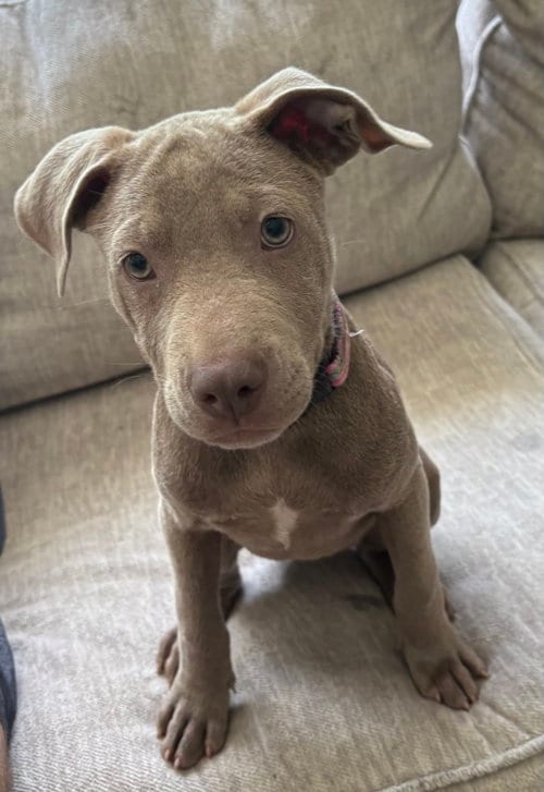Photo of Tortilla, adoptable Pit Bull Terrier in Saint Augustine, Florida