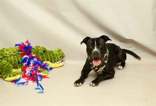 Photo of Woody, adoptable Terrier in Sanford, Florida