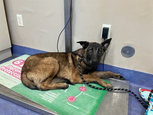 Photo of Lil Schae, adoptable Belgian Shepherd Malinois in Lompoc, California