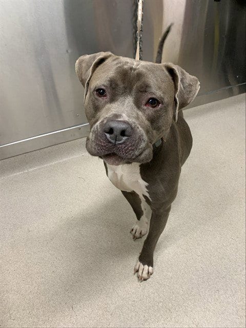 Photo of Kisses, adoptable Pit Bull Terrier in Fairbanks, Alaska