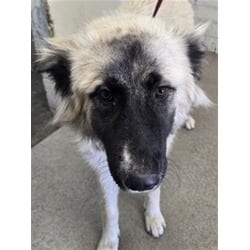 Photo of Kiwi, adoptable Great Pyrenees in San Bernardino, California