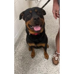 Photo of Telemachus, adoptable Rottweiler in Kansas City, Missouri